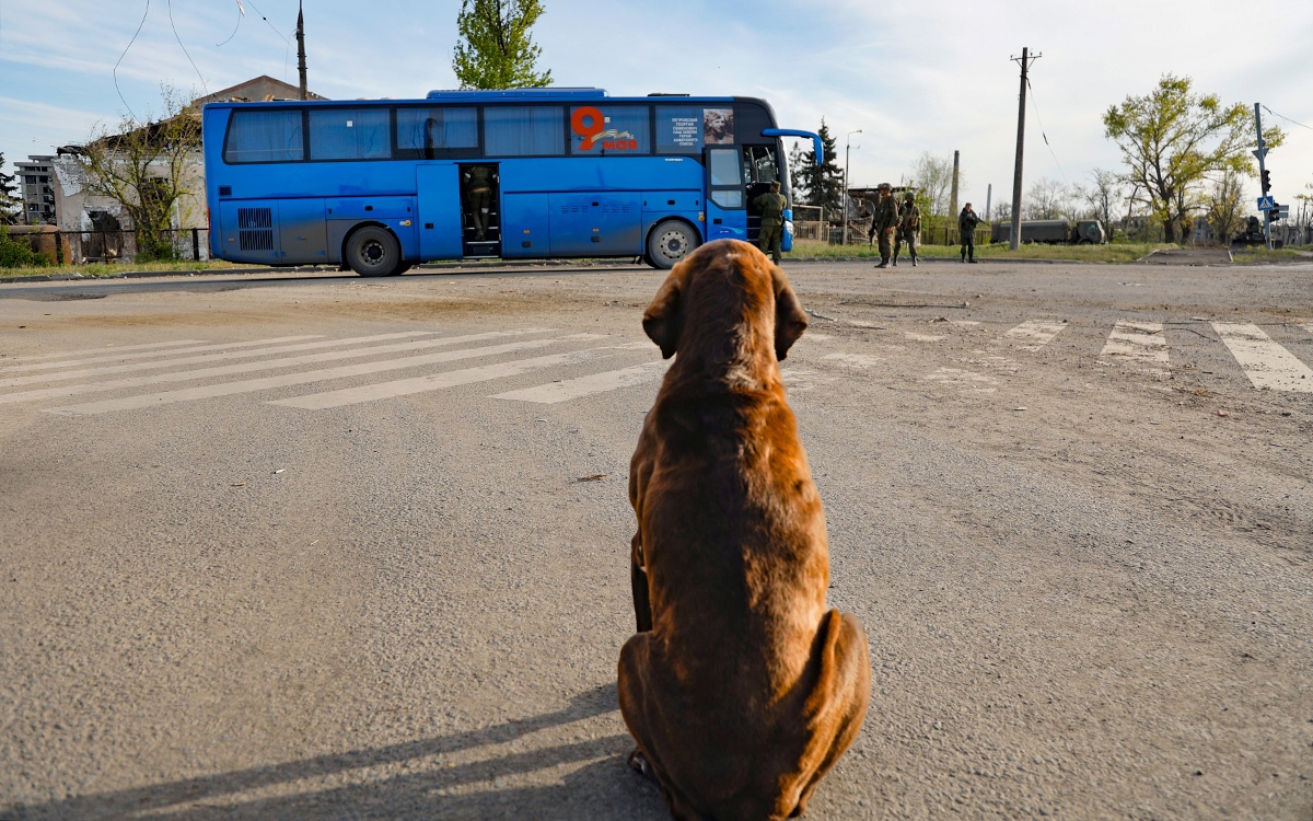 Увидели бездомную собаку или кошку, которой требуется помощь или которая  находится в опасном для ее жизни состоянии? За консультацией по вопросу  оказания помощи безнадзорным животным Вы можете обратиться: В общественные  зоозащитные организации |